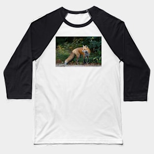 Red Fox - Algonquin Park, Canada Baseball T-Shirt